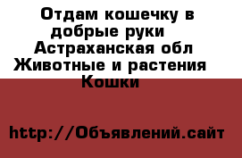 Отдам кошечку в добрые руки  - Астраханская обл. Животные и растения » Кошки   